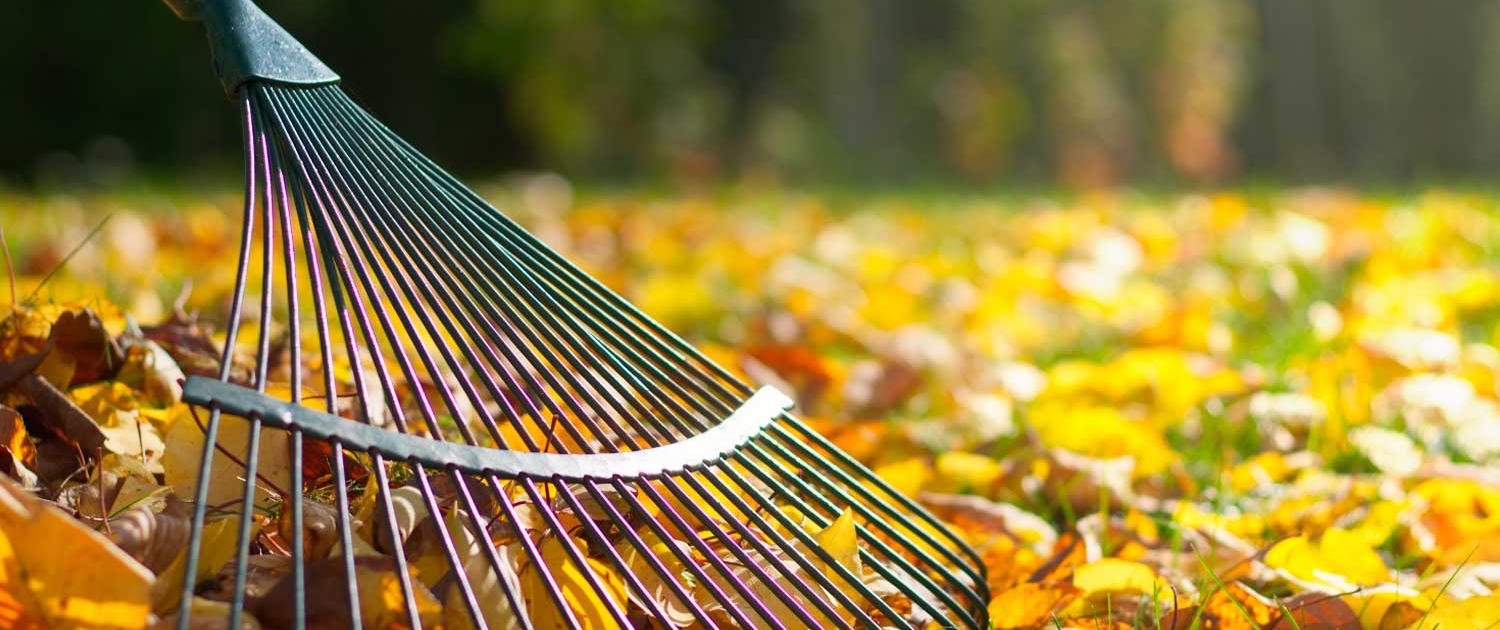 Jardinería en otoño