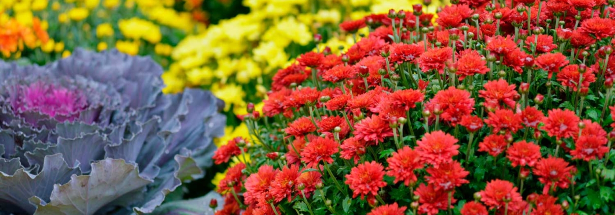 Jardinería en otoño