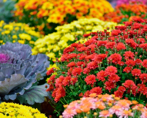 Jardinería en otoño